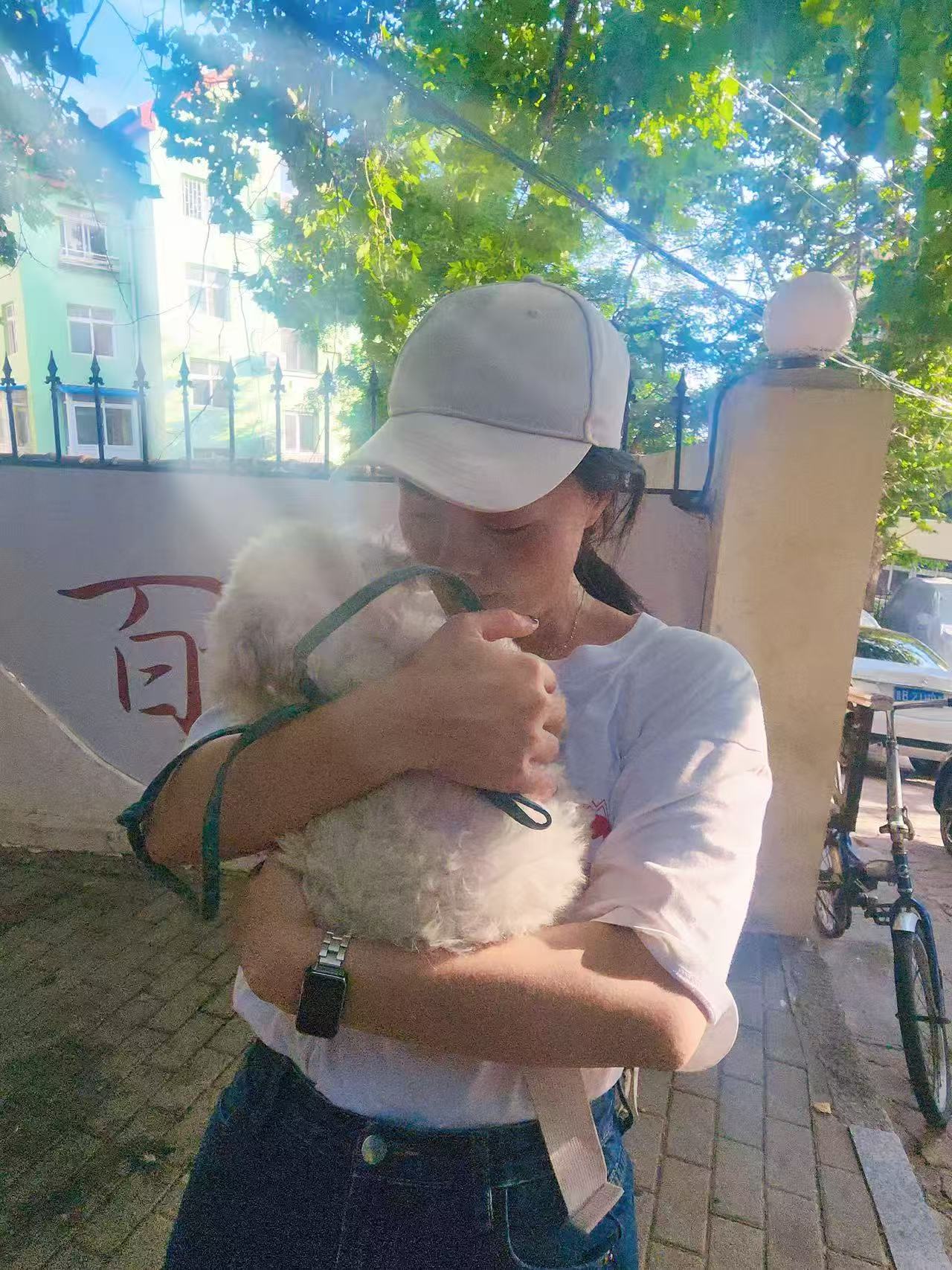阳光下的浅草与小狗